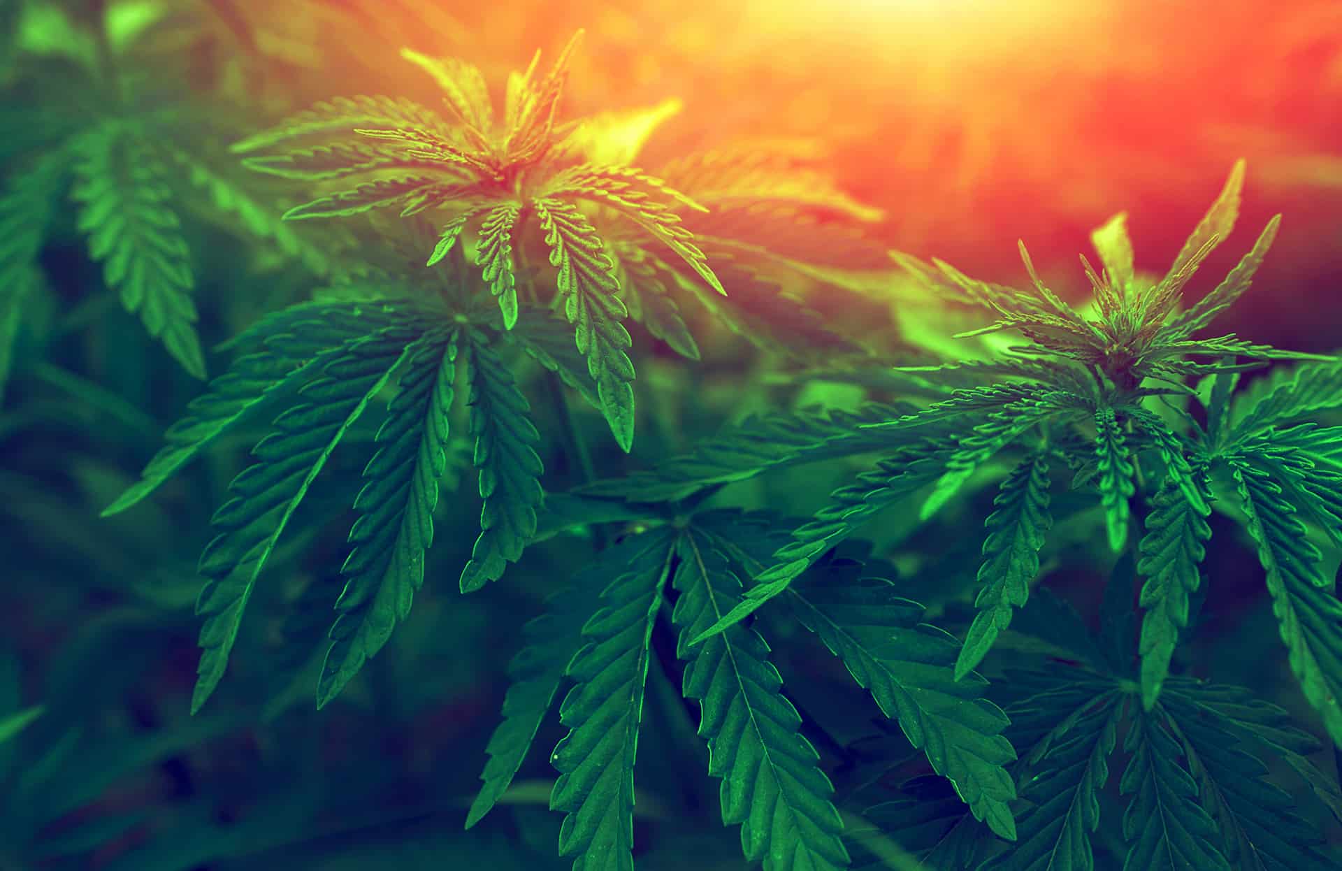 What You Should Know About Marijuana Legalization